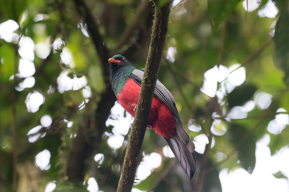 Slaty-tailed Trogon